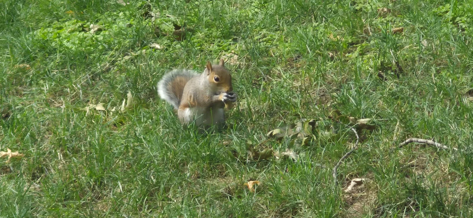 Uno scoiattolo tra l’erba di Central Park